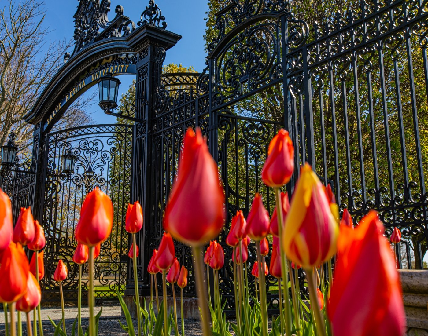 Spring tulips at the gates of Ochre Court at Salve Regina University.
