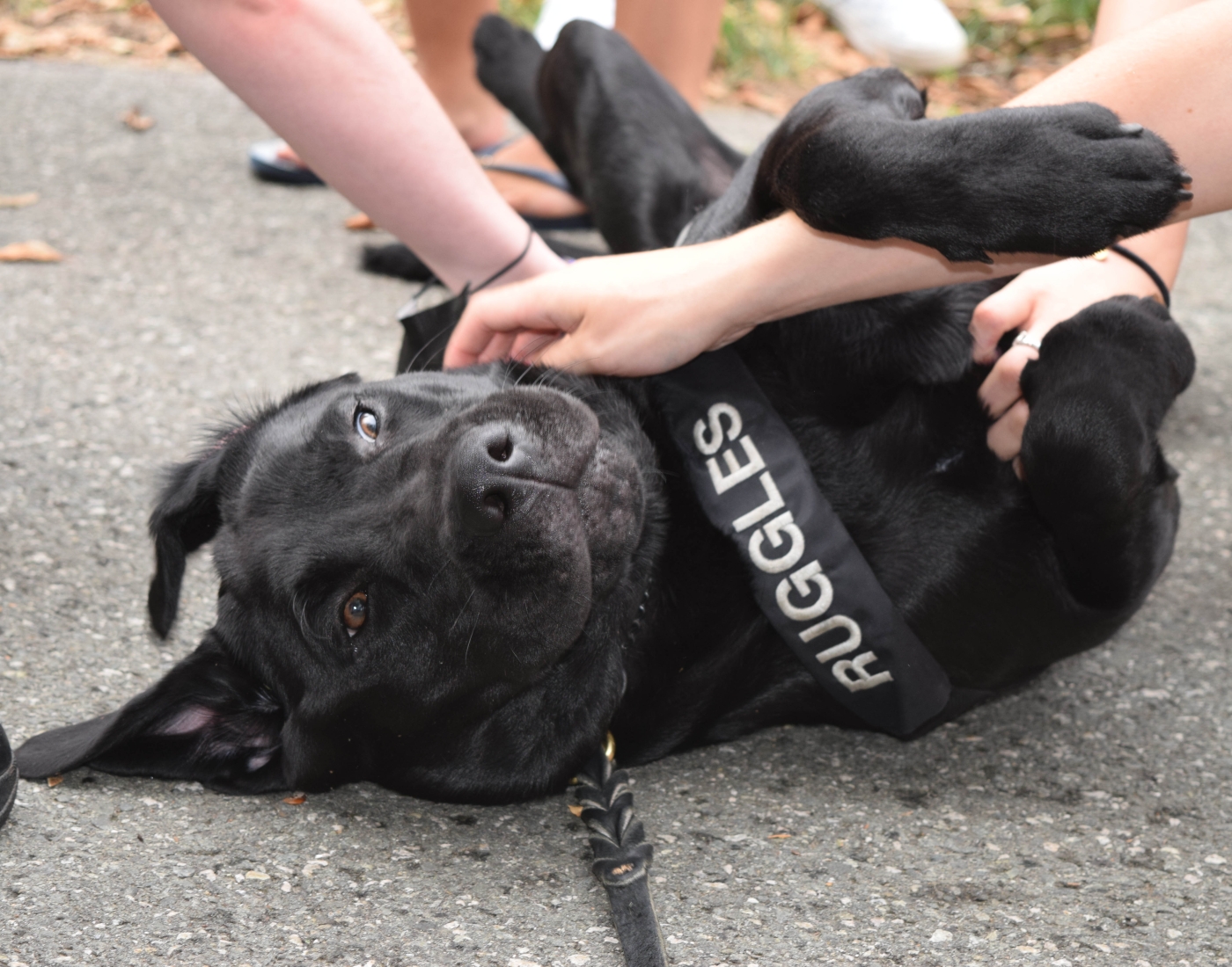 lovable dog