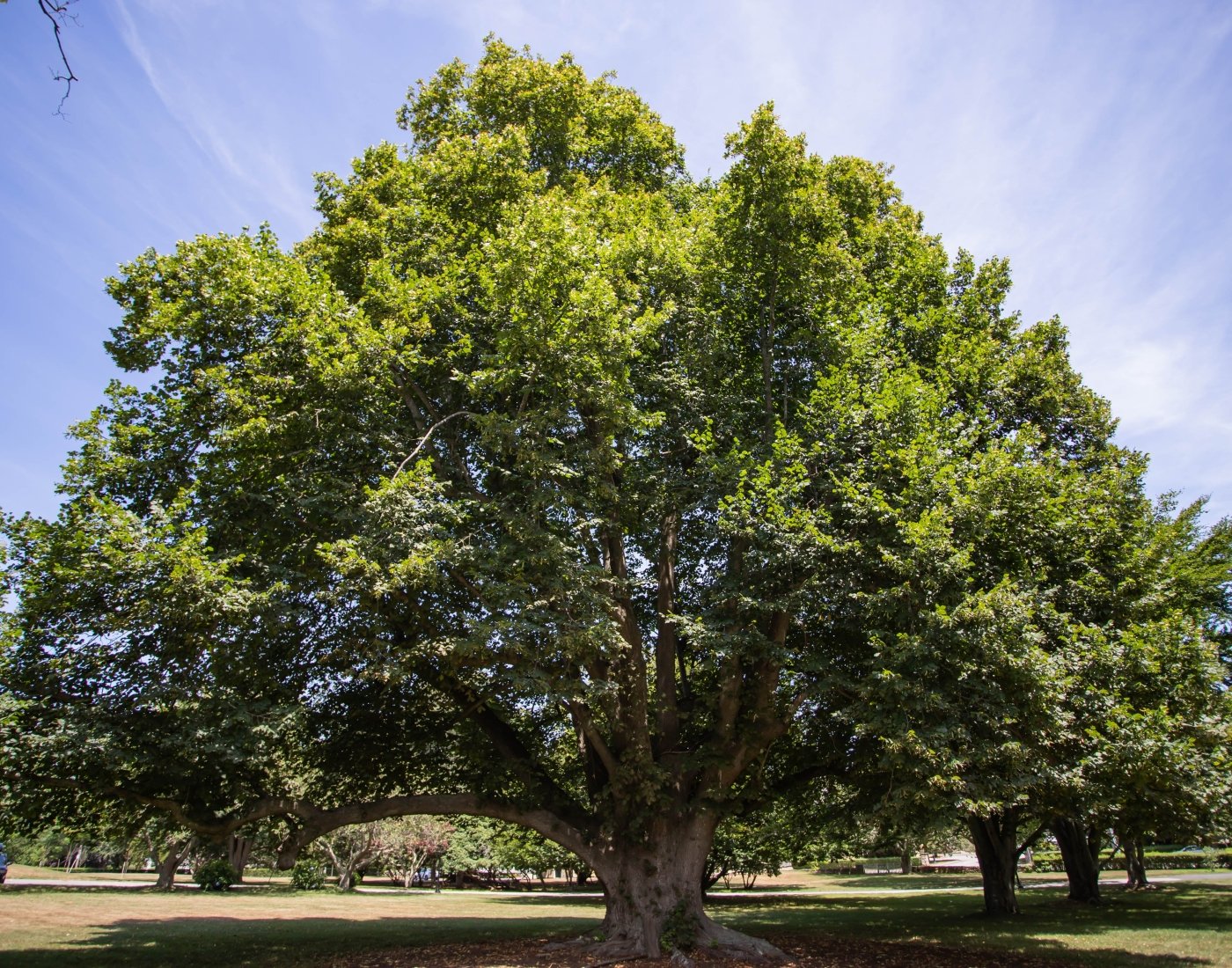 The Arboretum at Salve Regina University