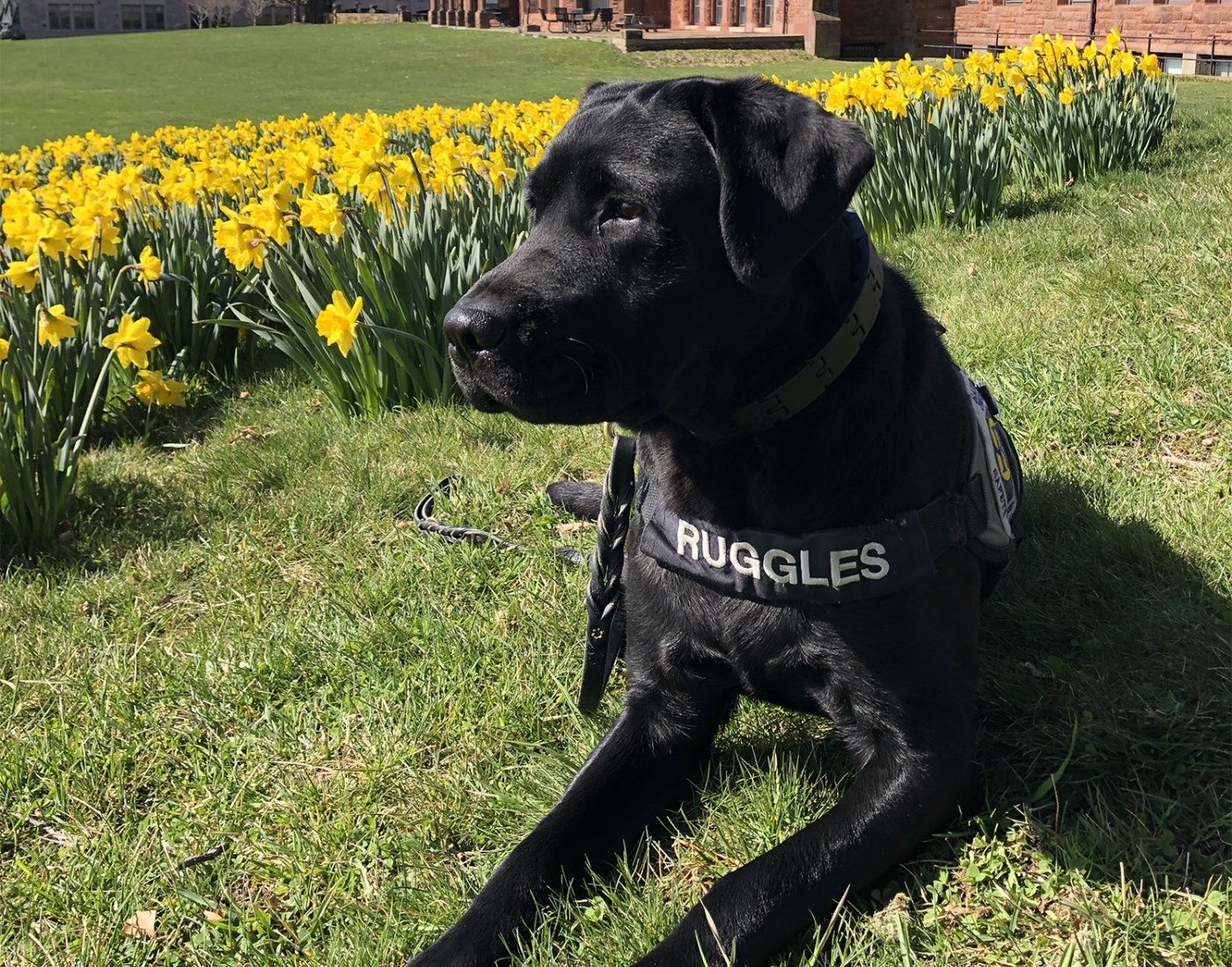 Ruggles the community resource dog