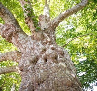 large tree
