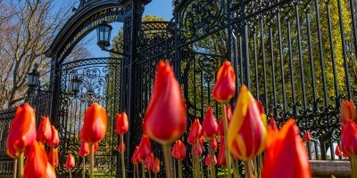 Spring tulips at the gates of Ochre Court at Salve Regina University.