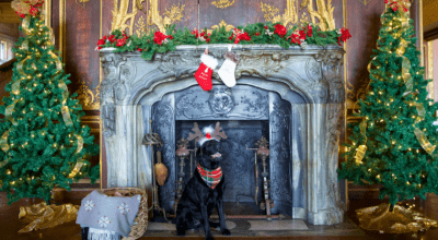 Ruggles wearing reindeer antlers sitting in front of a fireplace.