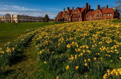 salve campus with daffodils
