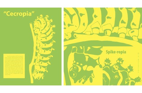 graphic design cecropia