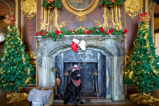 Ruggles wearing reindeer antlers sitting in front of a fireplace.