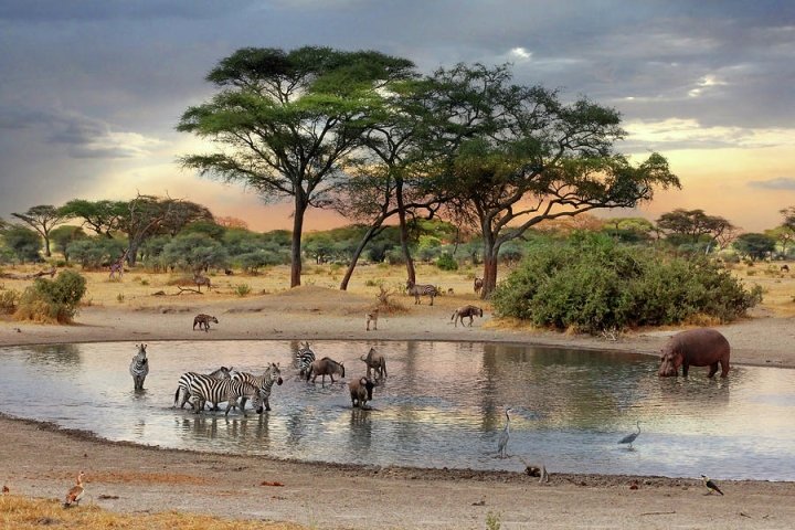 zebras drink from a pond in front of native trees in a dry landscape