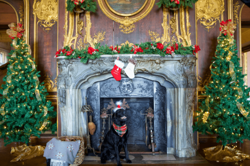 Ruggles wearing reindeer antlers sitting in front of a fireplace.