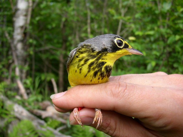 Chace holding a black and yellow Canada Warbler bird.