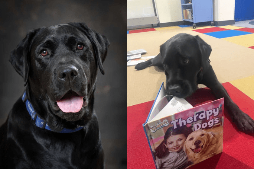 Headshot of Ruggles, Salve's community resource dog, beside him reading a book.
