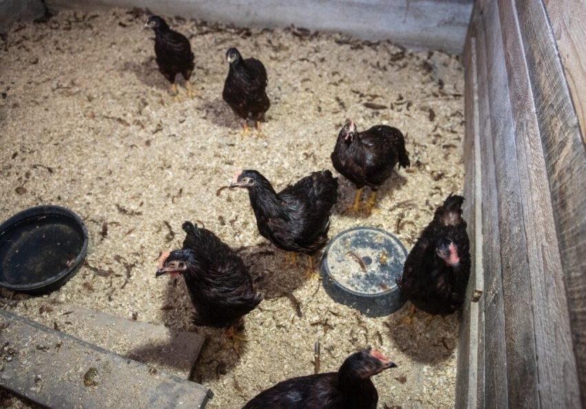 Photo for blog post "Behavior analysis graduate students learn to train chickens"