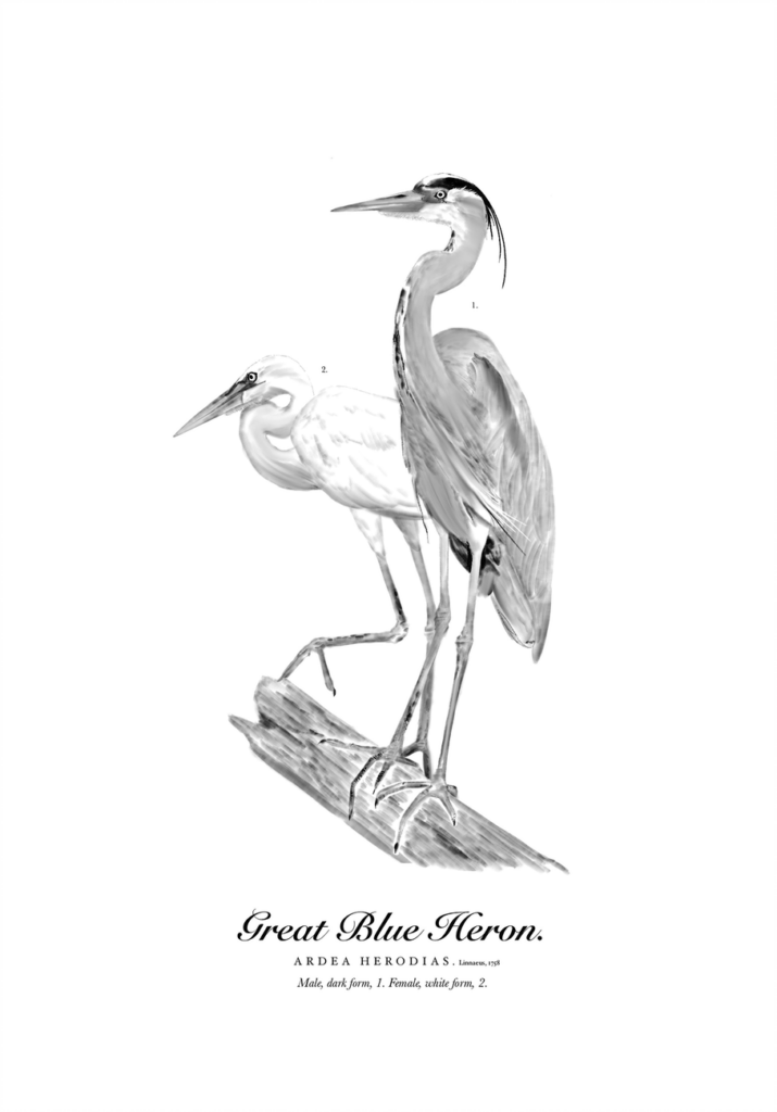 Photo for blog post "Roan Iribarren interns and illustrates for Norman Bird Sanctuary"