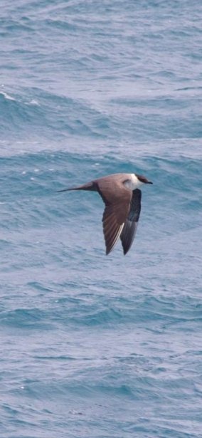 Spotted on the recent NOAA ECOMON voyage: A Long-tailed Jaeger