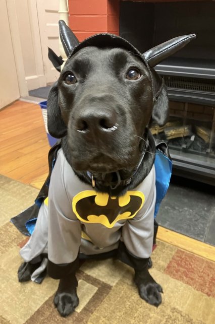 Black lab in a Batman costume.