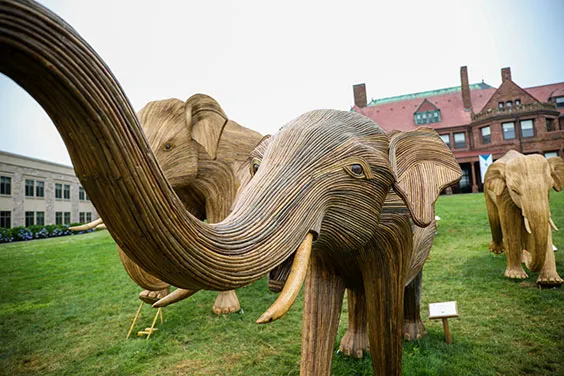 Great Elephant Migration